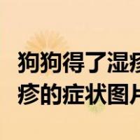 狗狗得了湿疹最好的办法怎么处理（狗狗得湿疹的症状图片）