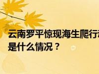 云南罗平惊现海生爬行动物新物种化石：“玲珑南蛇龙” 这是什么情况？