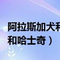 阿拉斯加犬和哈士奇的区别图片（阿拉斯加犬和哈士奇）