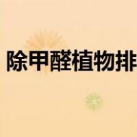 除甲醛植物排行榜图片（除甲醛植物排行榜）