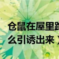 仓鼠在屋里跑丢了怎么样能找到（仓鼠跑了怎么引诱出来）
