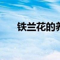 铁兰花的养护和繁殖（铁兰养殖方法）