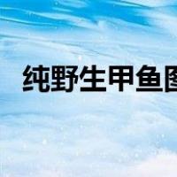 纯野生甲鱼图片肚子（真正野生甲鱼图片）