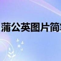 蒲公英图片简笔画 唯美（蒲公英图片简笔画）