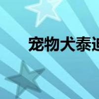 宠物犬泰迪市场价（宠物狗泰迪价格）