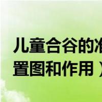 儿童合谷的准确位置图和作用（合谷的准确位置图和作用）