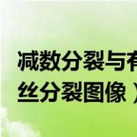 减数分裂与有丝分裂的区别图片（减数分裂有丝分裂图像）