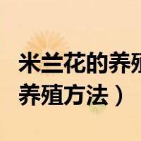 米兰花的养殖方法和注意事项视频（米兰花的养殖方法）