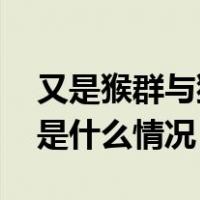 又是猴群与猫共栖？内蒙古通辽最新通报 这是什么情况？