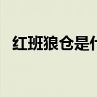 红班狼仓是什么症状（红班狼仓是什么病）