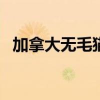 加拿大无毛猫价格表（加拿大无毛猫价格）