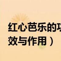 红心芭乐的功效与作用上火吗（红心芭乐的功效与作用）