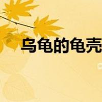 乌龟的龟壳上有白斑（乌龟壳上有白斑）