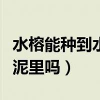 水榕能种到水草泥里吗视频（水榕能种到水草泥里吗）