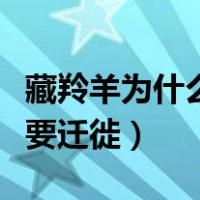 藏羚羊为什么要迁徙未解之谜（藏羚羊为什么要迁徙）