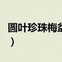圆叶珍珠梅盆景如何养护（小圆叶珍珠梅盆景）