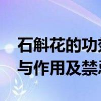 石斛花的功效与作用及禁忌?（石斛花的功效与作用及禁忌）