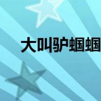 大叫驴蝈蝈（蝈蝈和山叫驴哪里不一样）