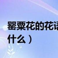 罂粟花的花语和寓意是什么（罂粟花的花语是什么）