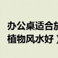 办公桌适合放什么植物调风水（办公桌放什么植物风水好）